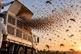 Hastalıkla Mücadele İçin Milyonlarca Laboratuvar Sivrisineği Doğaya Bırakılıyor