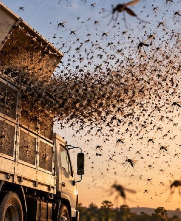 Hastalıkla Mücadele İçin Milyonlarca Laboratuvar Sivrisineği Doğaya Bırakılıyor
