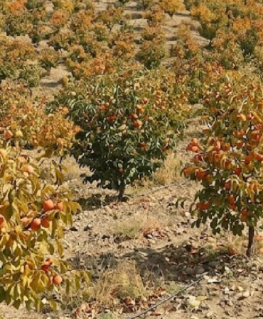 Doğu Asya Menşeli Cennet Hurması Türkiye'den Dünya Pazarlarına İhraç Ediliyor