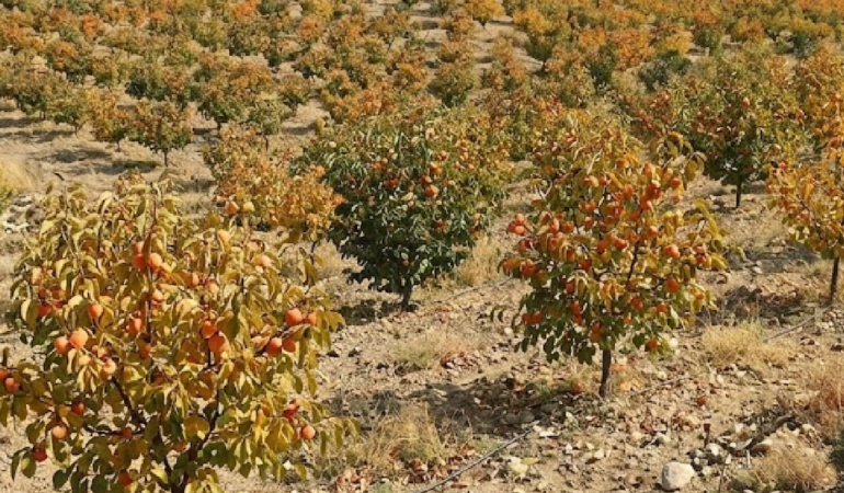 Doğu Asya Menşeli Cennet Hurması Türkiye'den Dünya Pazarlarına İhraç Ediliyor