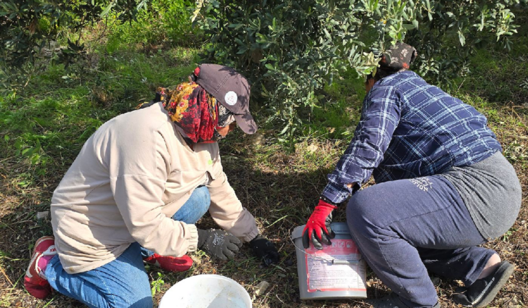 Hatay'da halhalı zeytini hasadı başladı: Kilogram fiyatı bahçede 150 liraya ulaştı