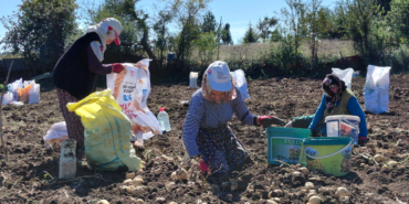 Tokat'ta Coğrafi İşaretli Başçiftlik Beyazı Patatesinde Hasat Dönemi Başladı