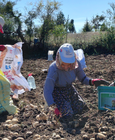 Tokat'ta Coğrafi İşaretli Başçiftlik Beyazı Patatesinde Hasat Dönemi Başladı