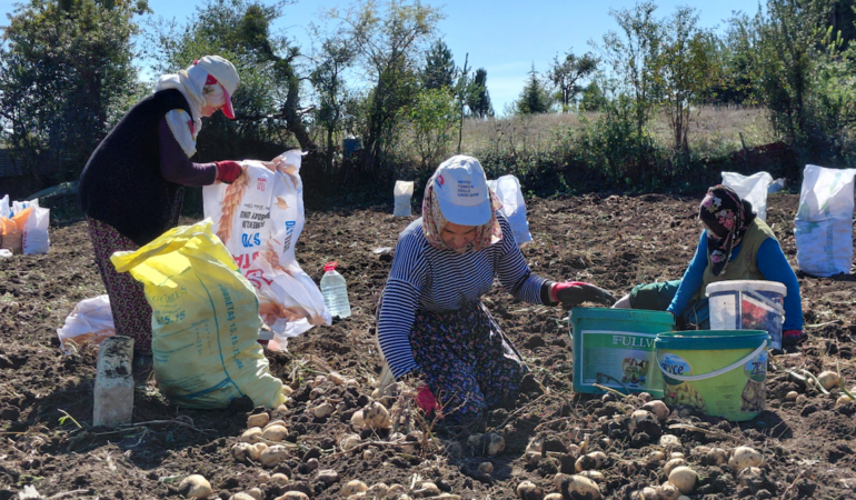 Tokat'ta Coğrafi İşaretli Başçiftlik Beyazı Patatesinde Hasat Dönemi Başladı