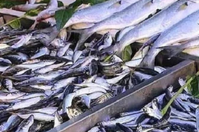 Uskumru, ton balığına karşı omega-3 ve cıva dengesinde öne çıkıyor